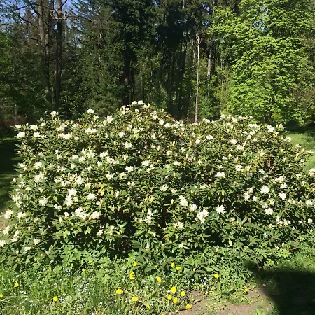 Penzion Rosa